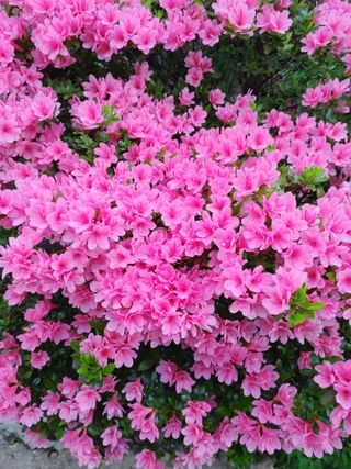 안길원님의 자유주제 · 자유게시판 작성글 사진