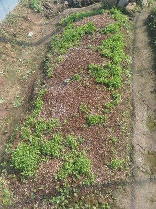 무료지식나눔 팜닥터님의 자유주제 · 자유게시판 작성글 사진