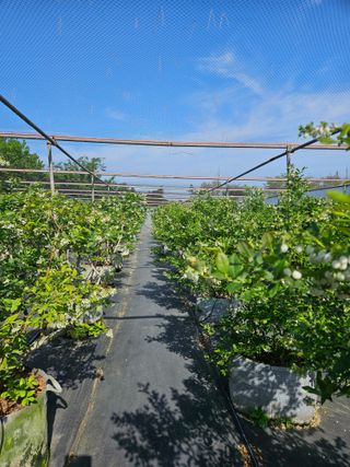 제주 지안이네농장님의 자유주제 · 자유게시판 작성글 사진