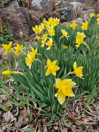 홍천산채농원님의 자유주제 · 자유게시판 작성글 사진