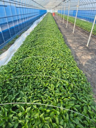 송광만님의 고추 · 파종•정식 작성글 사진