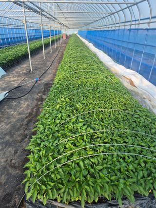 송광만님의 고추 · 파종•정식 작성글 사진