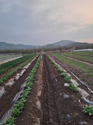 성실한 농부님의 자유주제 · 자유게시판 작성글 사진