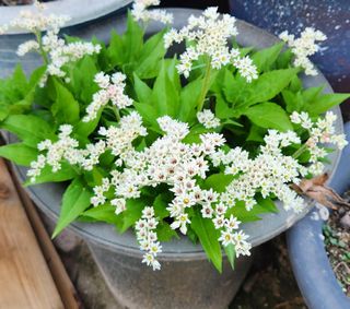 하은와송~♡♡♡~님의 자유주제 · 자유게시판 작성글 사진