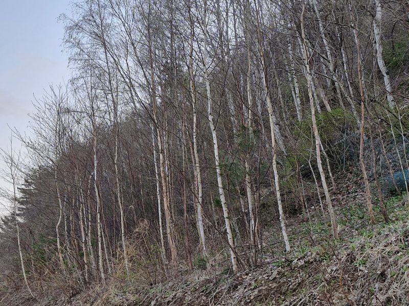 장터 상품 [조경수 자작나무 일괄 판매합니다.] 썸네일