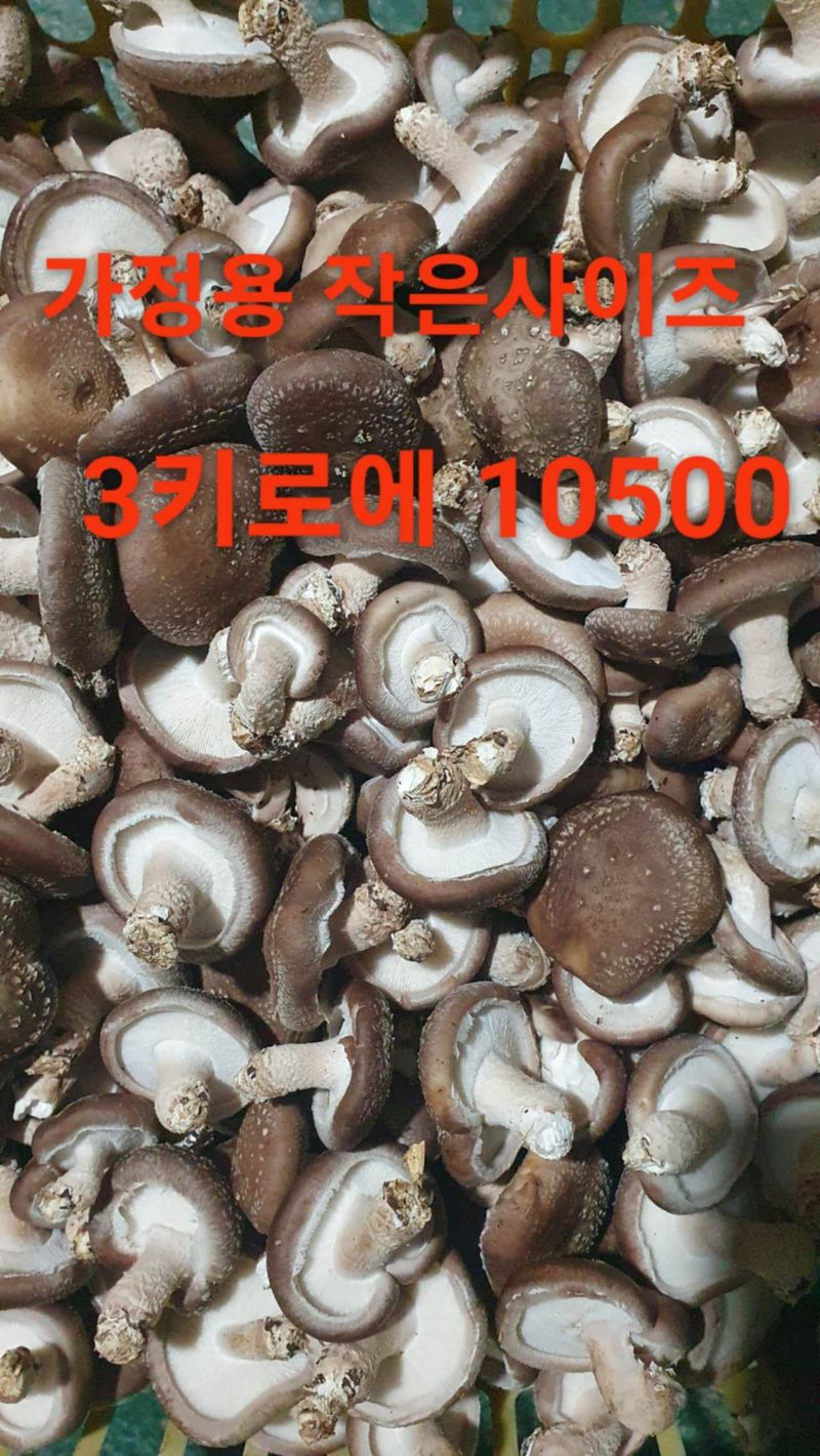 장계령님의 장터 판매 상품 [무농약 표고버섯 가정용(못난이)2KG] 첨부 사진