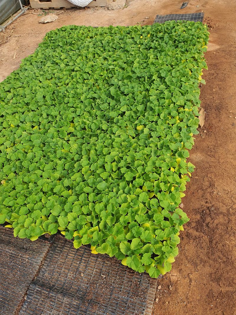 그린팜님의 장터 판매 상품 [단호박모종1728개] 첨부 사진