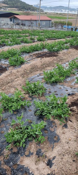 박순덕님의 자유주제 · 자유게시판 작성글 사진