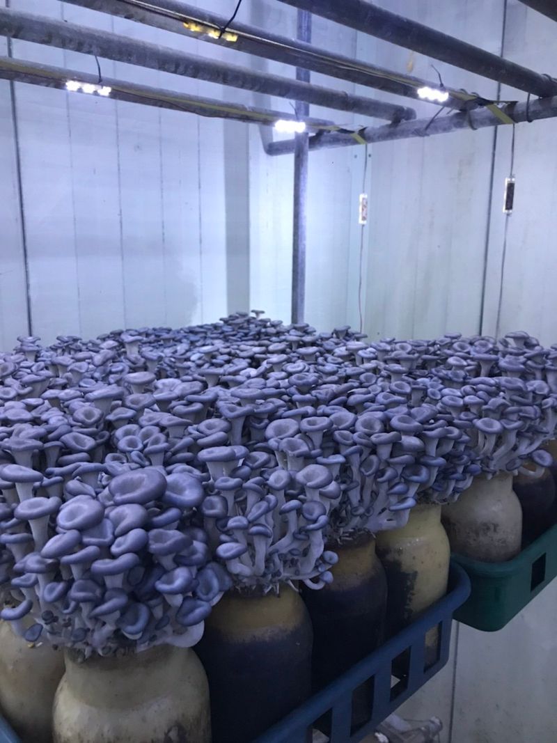 여주 그린농원님의 장터 판매 상품 [국산 생 아스파라거스 1kg] 첨부 사진