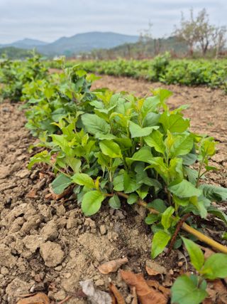 우리농원님의 자유주제 · 자유게시판 작성글 사진