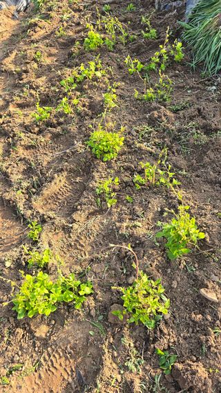 황규복(달구지)님의 자유주제 · 자유게시판 작성글 사진