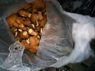 봉림동 태진농장님의 자유주제 · 자유게시판 작성글 사진