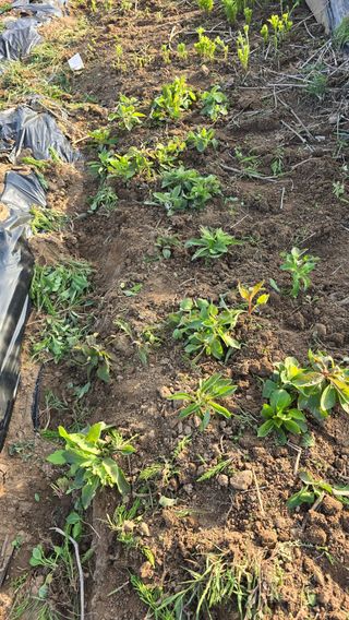 황규복(달구지)님의 자유주제 · 자유게시판 작성글 사진