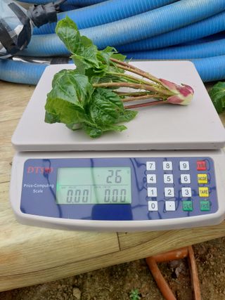 서산팔봉농원님의 자유주제 · 자유게시판 작성글 사진