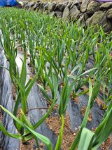 팜모닝 농사, 무엇이든 물어보세요!·참여글 게시글 이미지