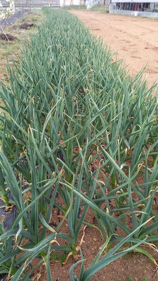 강현숙님의 자유주제 · 자유게시판 작성글 사진