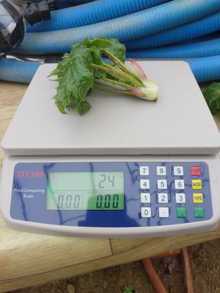 서산팔봉농원님의 자유주제 · 자유게시판 작성글 사진