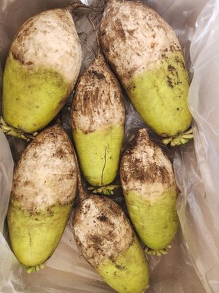 돌하루방농원(이미정님의 작성글 사진