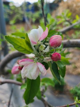 은혜농원(사과농사)님의 자유주제 · 자유게시판 작성글 사진