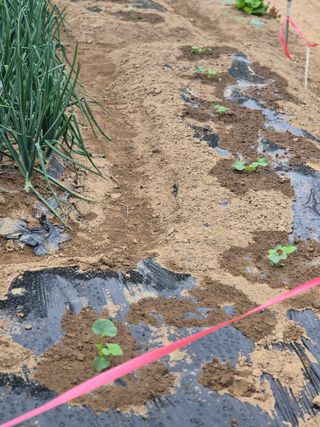 봉림동 태진농장님의 자유주제 · 자유게시판 작성글 사진