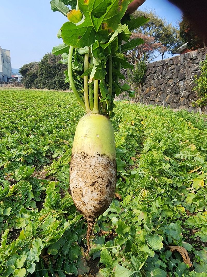돌하루방농원(이미정님의 장터 판매 상품 [제주월동무우] 첨부 사진