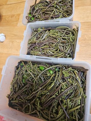 제주 지안이네농장님의 자유주제 · 자유게시판 작성글 사진