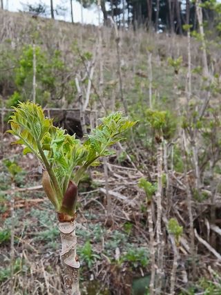 인생은 소풍처럼님의 자유주제 · 자유게시판 작성글 사진