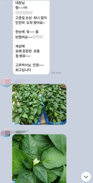 대산농사대장님의 고추 · 품종•종자 작성글 사진