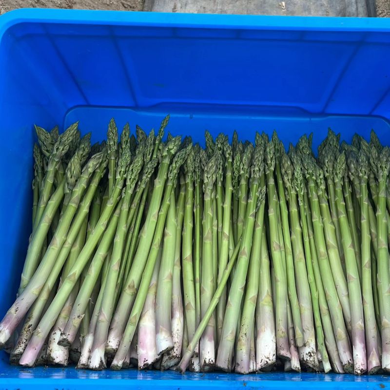 여주 그린농원님의 장터 판매 상품 [국산 생 아스파라거스 1kg] 첨부 사진