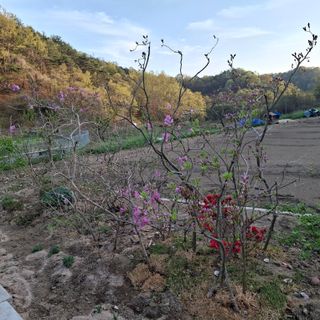 오영도님의 자유주제 · 자유게시판 작성글 사진