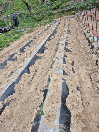 봉림동 태진농장님의 자유주제 · 자유게시판 작성글 사진