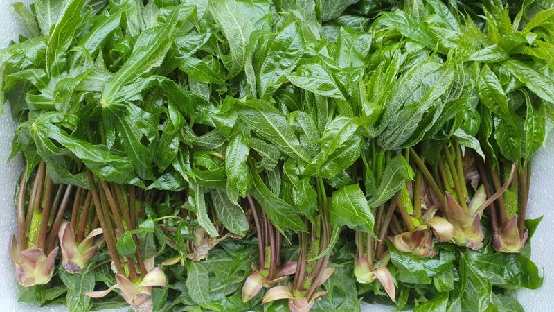 속리산 늘푸른 농장님의 장터 판매 상품 [엄나무순 1키로그램 ] 첨부 사진