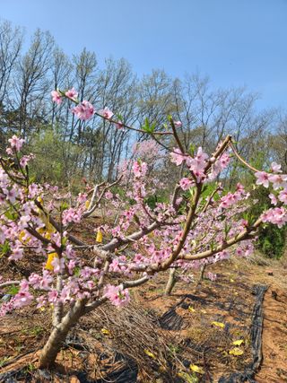 은혜농원(사과농사)님의 자유주제 · 자유게시판 작성글 사진