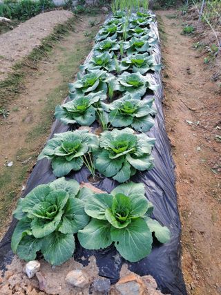 온시디움님의 자유주제 · 자유게시판 작성글 사진