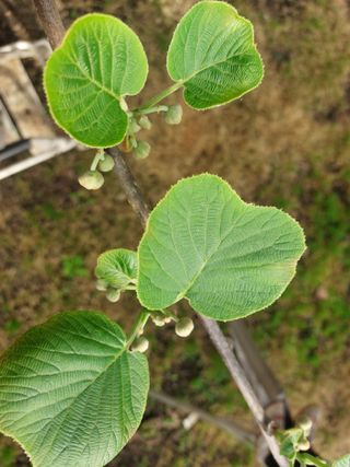 ㄱ차용석 (고소작업차 5톤스카이)님의 농사, 무엇이든 물어보세요! · 참여글 작성글 사진