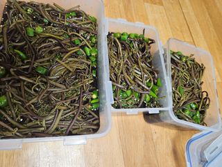 제주 지안이네농장님의 자유주제 · 자유게시판 작성글 사진