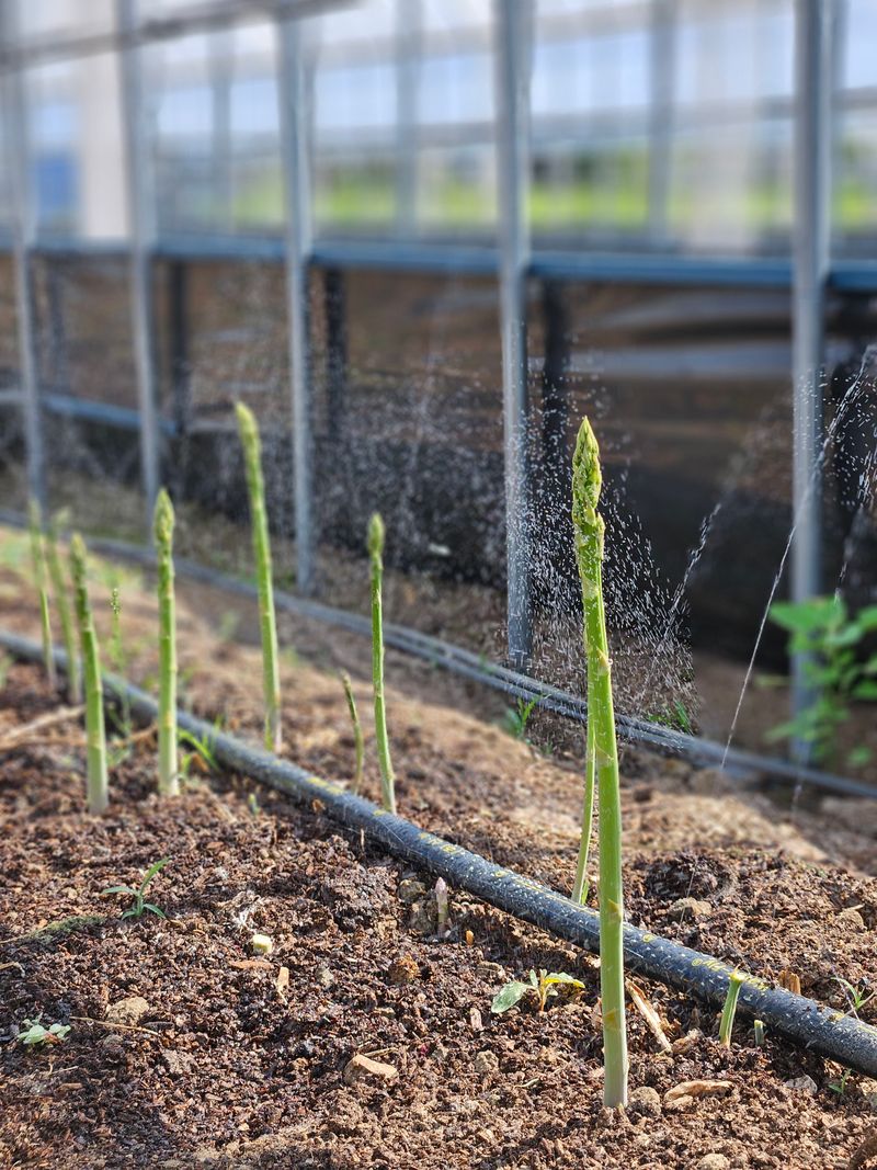 여주 그린농원님의 장터 판매 상품 [국산 생 아스파라거스 1kg] 첨부 사진