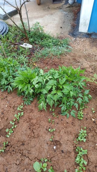 강현숙님의 자유주제 · 자유게시판 작성글 사진