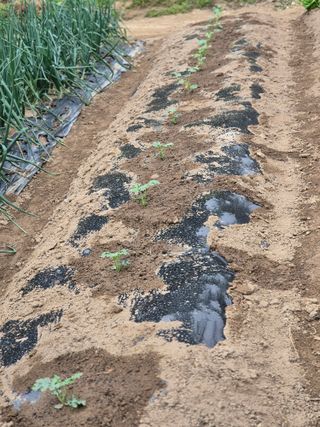 봉림동 태진농장님의 자유주제 · 자유게시판 작성글 사진