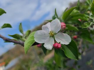 은혜농원(사과농사)님의 자유주제 · 자유게시판 작성글 사진