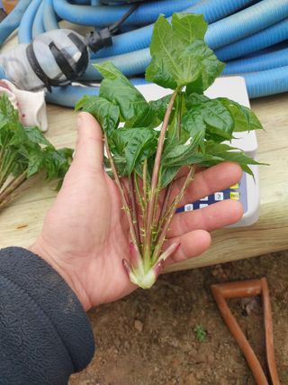 서산팔봉농원님의 자유주제 · 자유게시판 작성글 사진