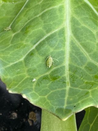 김진원님의 농사, 무엇이든 물어보세요! · 참여글 작성글 사진