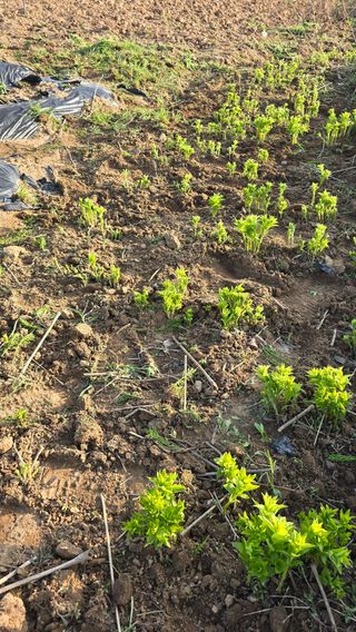 황규복(달구지)님의 자유주제 · 자유게시판 작성글 사진