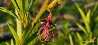 달맛햇복숭아농원님의 자유주제 · 자유게시판 작성글 사진