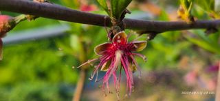 달맛햇복숭아농원님의 자유주제 · 자유게시판 작성글 사진