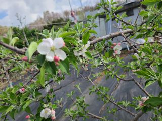 은혜농원(사과농사)님의 자유주제 · 자유게시판 작성글 사진