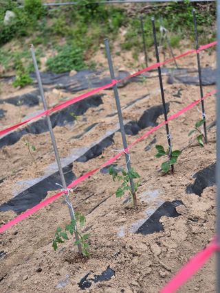 봉림동 태진농장님의 자유주제 · 자유게시판 작성글 사진