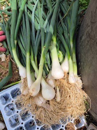 봉림동 태진농장님의 자유주제 · 자유게시판 작성글 사진