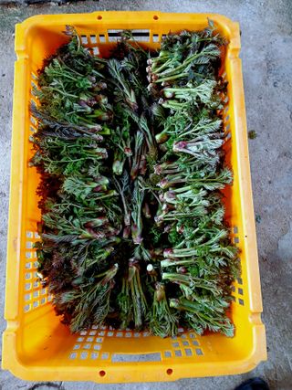 인생은 소풍처럼님의 자유주제 · 자유게시판 작성글 사진