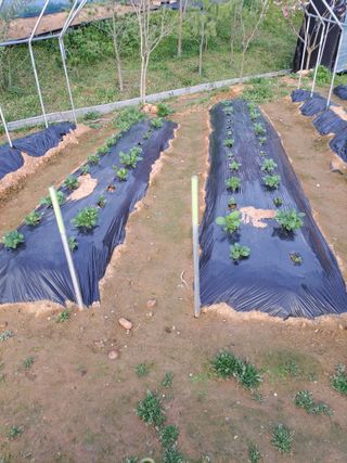 온시디움님의 자유주제 · 자유게시판 작성글 사진